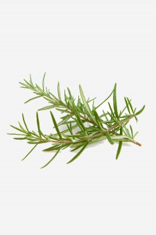 Rosemary Infused